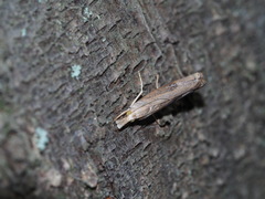 Parapediasia teterrellus