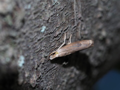 Parapediasia teterrellus