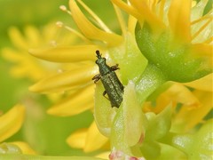 Rhicnobelus metallicus