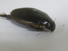 Cybister tripunctatus