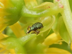 Rhicnobelus metallicus