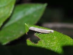 Parapediasia teterrellus
