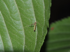Caloptilia