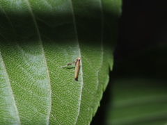 Caloptilia