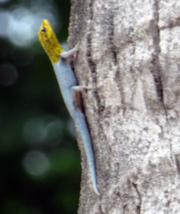 Lygodactylus picturatus