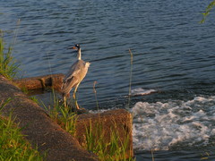 Ardea cinerea