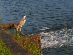 Ardea cinerea
