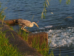 Ardea cinerea
