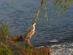 Ardea cinerea