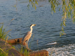 Ardea cinerea