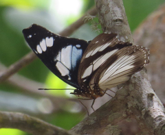 Hypolimnas deceptor deceptor