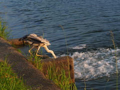 Ardea cinerea