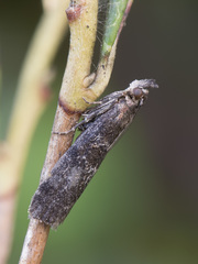 Ortholepis vacciniella