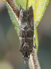 Ortholepis vacciniella