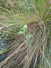 Indigofera paludicola