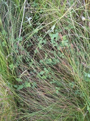 Indigofera paludicola