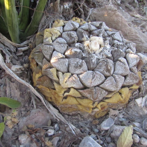 Chautle Livingrock