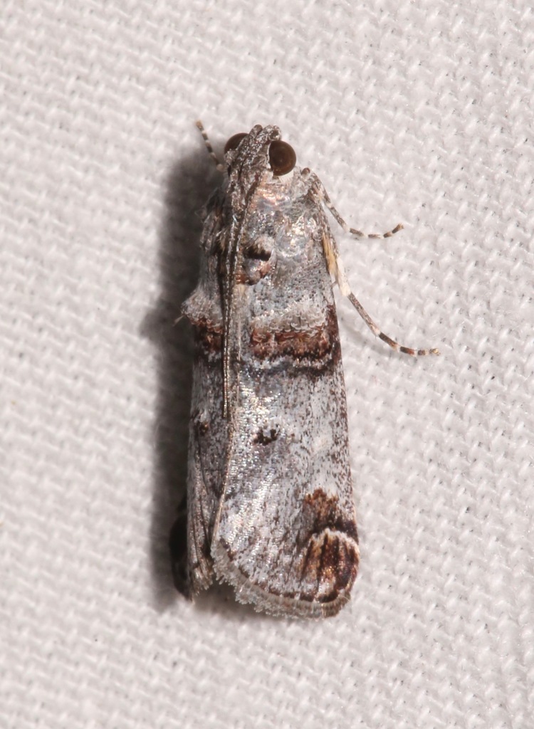 Oneida luniferella