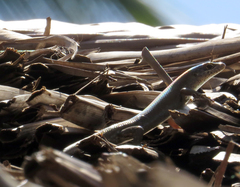 Trachylepis maculilabris