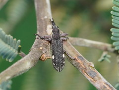 Rhinotia bimaculata