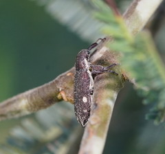 Rhinotia bimaculata