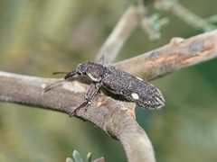 Rhinotia bimaculata