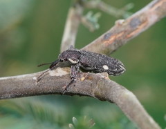 Rhinotia bimaculata