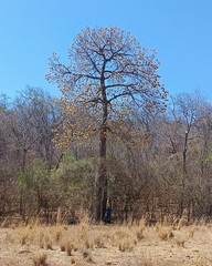 Cavanillesia umbellata