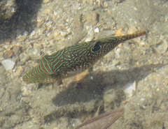 Canthigaster petersii