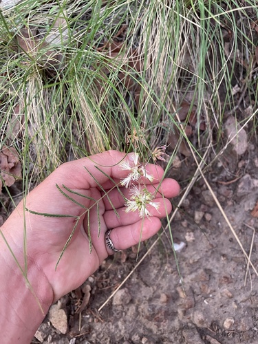 dwarf stickpea (Calliandra humilis)