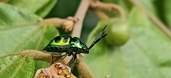 Chrysocoris dilaticollis