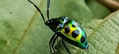 Chrysocoris dilaticollis