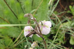Heliophila rigidiuscula