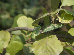 Hierodula transcaucasica