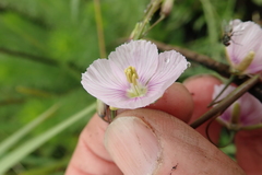 Heliophila rigidiuscula