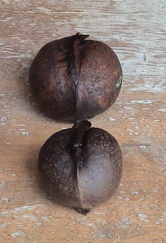 Globosa Mangrove (Heritiera globosa)