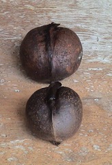 Heritiera globosa