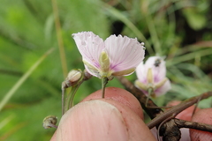 Heliophila rigidiuscula
