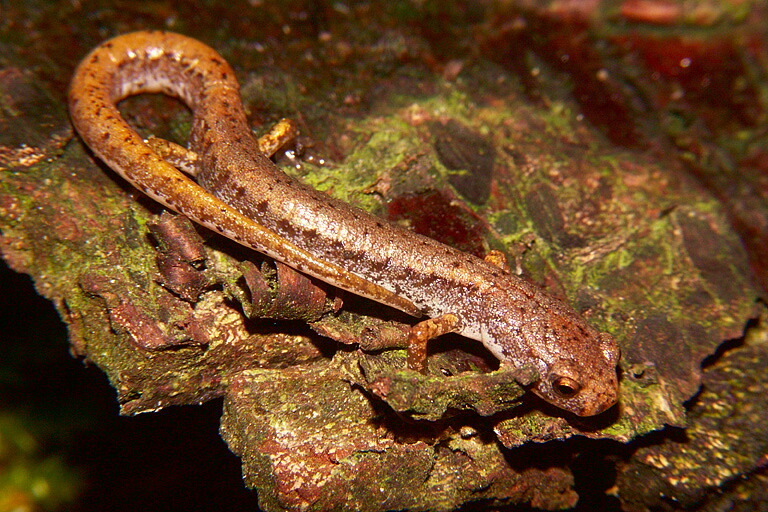 Salamandre à quatre orteils