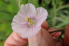 Heliophila rigidiuscula