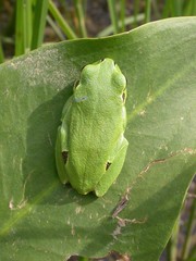 Hyla intermedia