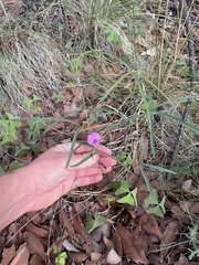 (c) mel letterman, some rights reserved (CC BY) Cologania angustifolia, photograph (c) mel letterman, some rights reserved (CC BY)
