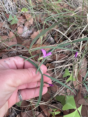 Cologania angustifolia, photograph 6