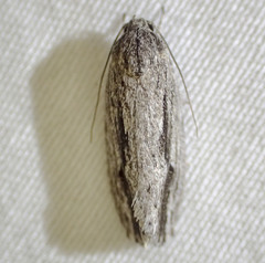 Agriophara leptosemela