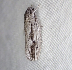 Agriophara leptosemela