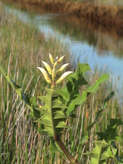 Acanthus ebracteatus