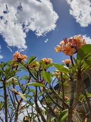 Plumeria rubra