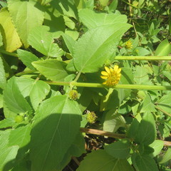 Wollastonia biflora