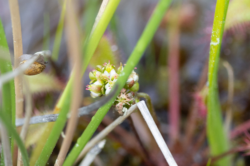 Drosera ×woodii R.Gauthier & Gervais 2