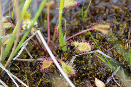 Drosera ×woodii R.Gauthier & Gervais